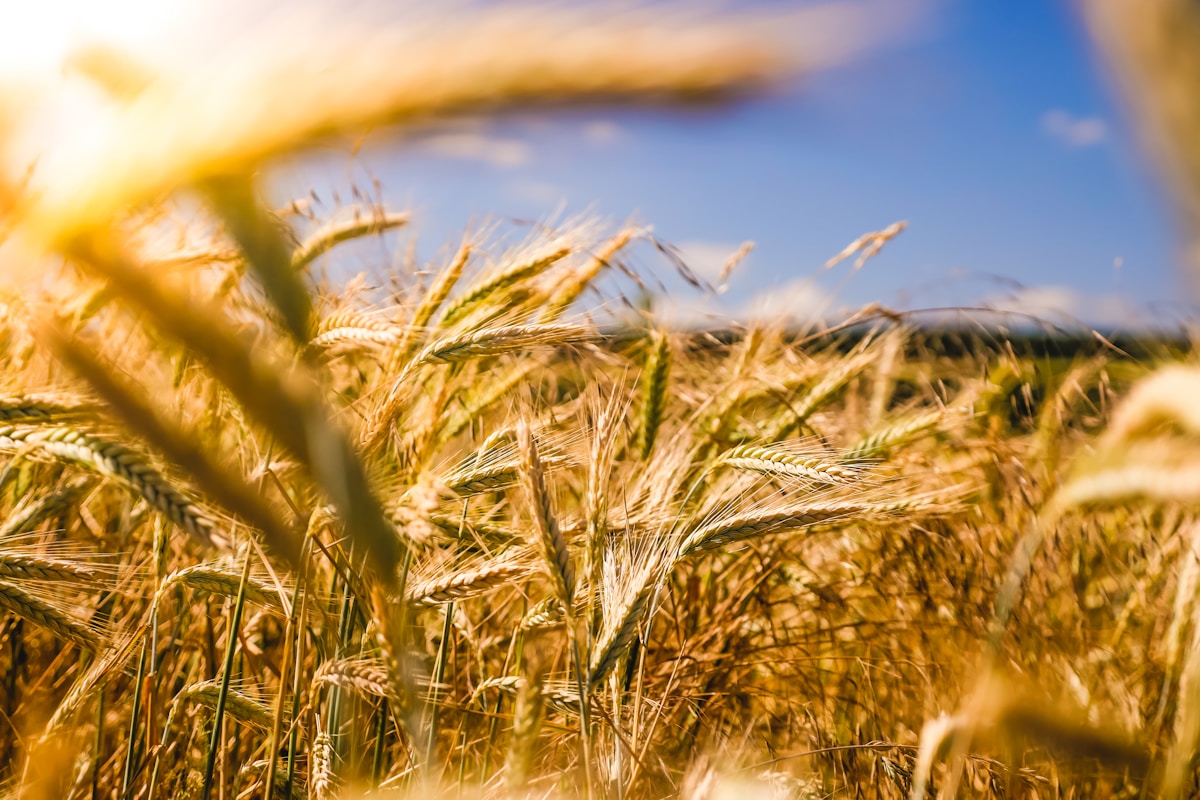 Wheat Harvest
